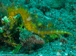 BD-090927-Lembeh-9274475-Hippocampus-kuda.-Bleeker.-1852-[Spotted-seahorse.-Gul-sjöhäst].jpg